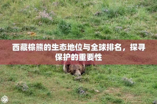 西藏棕熊的生态地位与全球排名，探寻保护的重要性